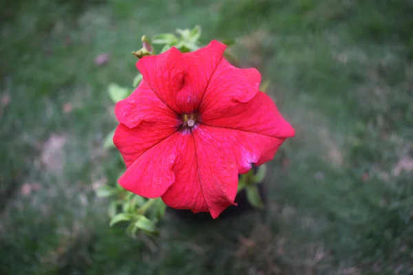 Celebrity Červená Petúnie Květ Burgundy Pláň Karmínová Květina Detailní Záběr — Stock fotografie