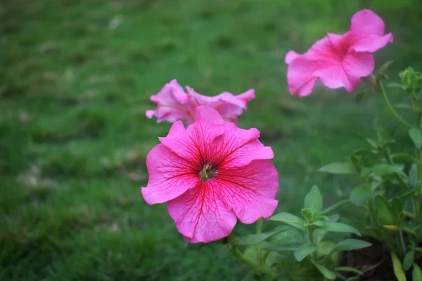 Detailní Záběr Čerstvé Květinky Baby Pink Petúnie Kvetoucí Petúnie Celebrit — Stock fotografie