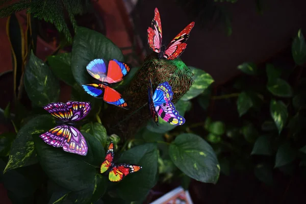 Assorted Colourful Butterflies Garden Decoration Coir Stick Pole Moss Plant — Stock Photo, Image