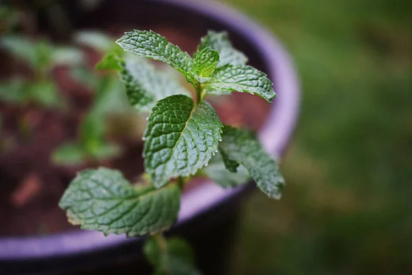 Close Mentha Mint Green Leafy Vegetable Has Many Herbal Medicinal — Stock Photo, Image