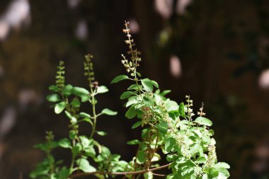 Hint Tulsi veya Ocimum tenuiflorum veya Kutsal fesleğen çiçeği, Ayurvedic bitki kutsal fesleğeni Tulsi çiçeği yakın plan