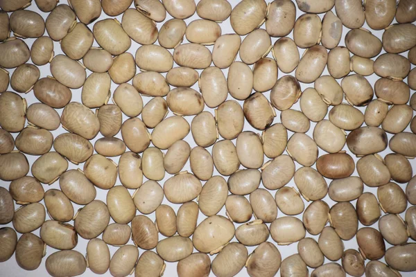 天鹅绒豆或羊绒豆或牛乳豆里昂豆科奇甜菜Mucuna Pruriens用作Ayurvedic草本植物 — 图库照片