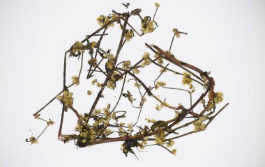 Bhangra Eclipta prostrata sahte papatya Ayurveda 'da kurutulmuş Hint bitkisel bitkisidir.