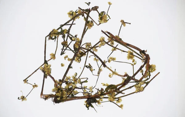 Bhangra Eclipta prostrata sahte papatya Ayurveda 'da kurutulmuş Hint bitkisel bitkisidir.