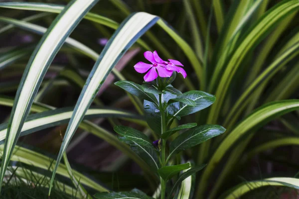 Periwinkle pink violet flower stem growing in house bakcyard garden lawn with Spider plant on background. Beautiful bright colored flowers with fresh green leaves foliage in India