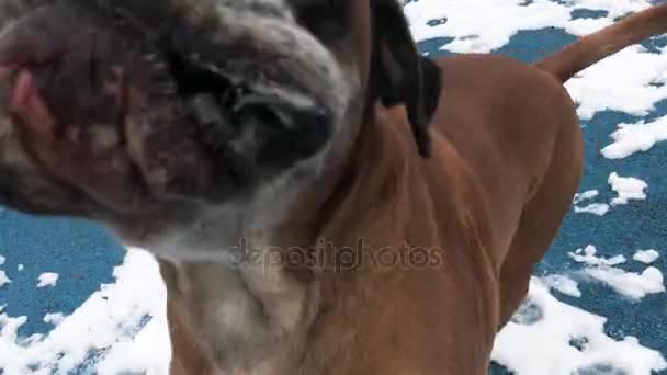 Boxer hund skällande och attackera kamera. Royaltyfri Stockfilm