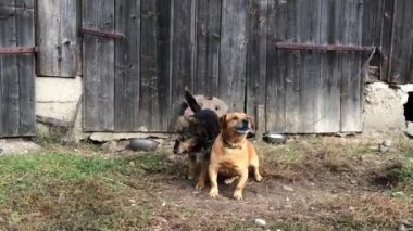 Ahşap kapı önünde havlayan iki köpekler.