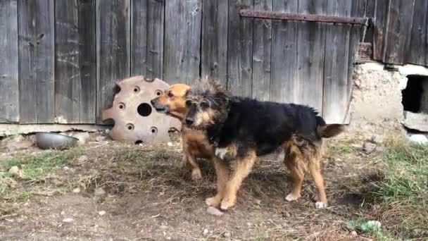 Dois cães latindo na frente da porta de madeira . — Vídeo de Stock