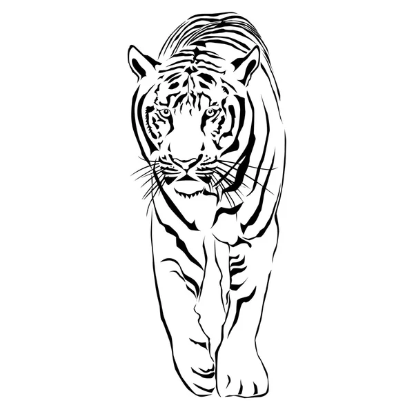 Tigre caminando zancada. Víctor — Vector de stock