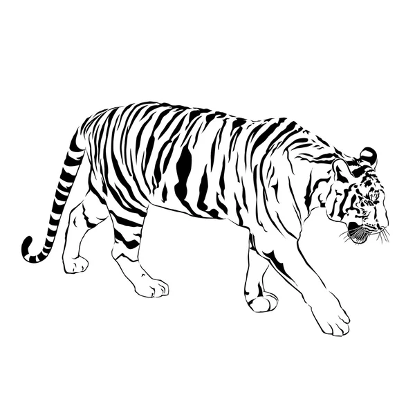 Tigre caminando zancada. Víctor — Vector de stock