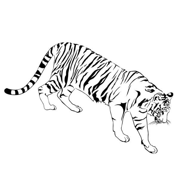 Tigre caminando zancada. Víctor — Vector de stock