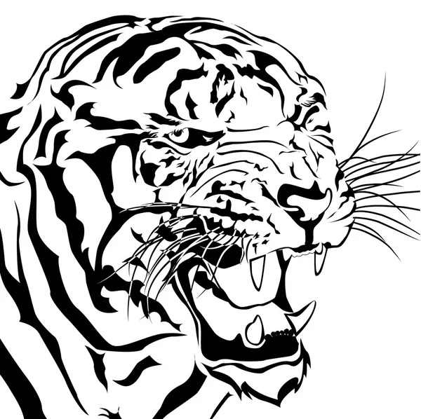 Tigers bared Isolated white background. — Stock Vector