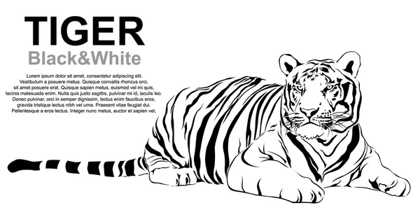 Tigre sentado, blanco y negro, vector — Vector de stock