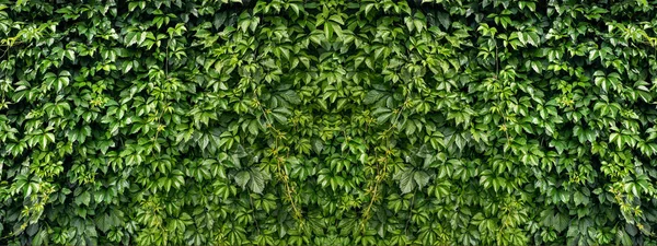 Wall Natural Leaves Green Creeper Texture Panorama Big Size — Stock Photo, Image