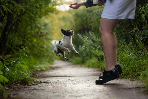 chihuahua dog funny jumping for a treat