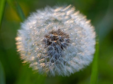 Kapatın. Yeşil doğal arka planda tüylü karahindiba. Doğanın makro fotoğrafçılığı. Bulanık çiçek