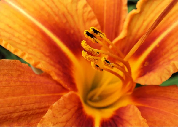 Schöne gelb-orange Lilienblüte. Aus nächster Nähe. von oben gesehen. Makro — Stockfoto