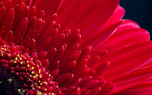 Flor de gerberas roja de cerca. Macrofotografía. Nitidez seleccionada . —  Fotos de Stock