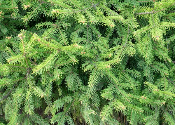 常緑針葉樹の植物。モミの木の枝の質感. — ストック写真