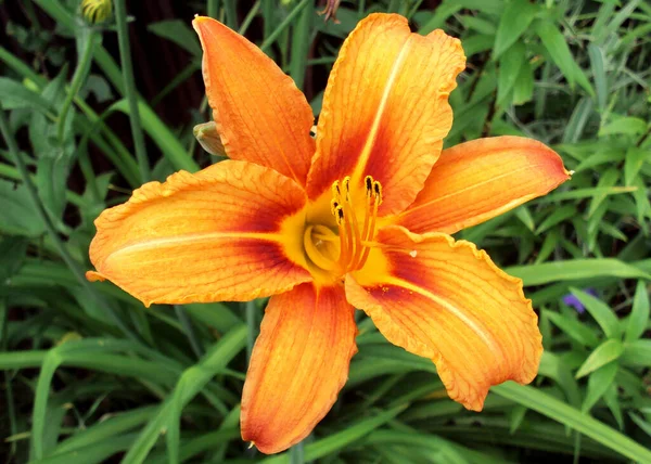 Flor lirio amarillo-naranja sobre un fondo de hierba verde. De cerca. vista superior —  Fotos de Stock