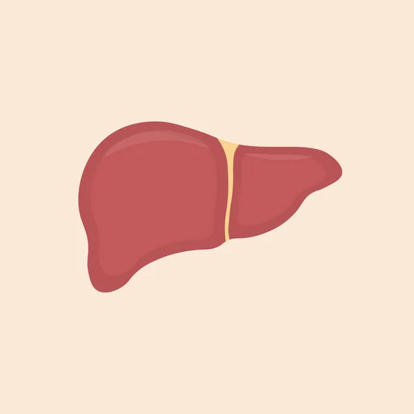 Karaciğer anatomisi. İnsan iç organları sembolü. Düz biçimli vektör illüstrasyonu.