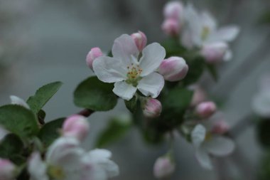 Çiçek açan elma ağacı. Yeşil. Bir sürü yeşillik. Bahar. Yaz. Elma çiçekleri. Elmalar. Çiçekli elmalar. Tomurcuklanan elma ağaçları. Çiçekler..