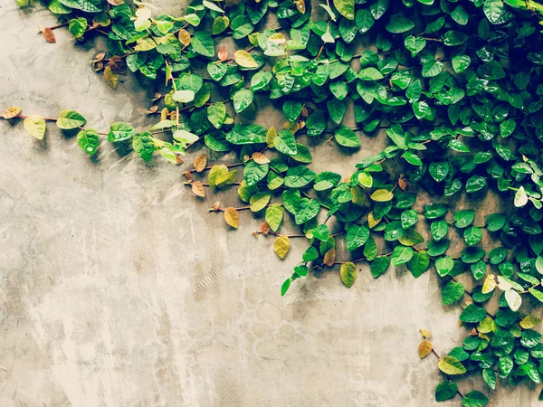 Planta hera verde no fundo da parede de cimento com espaço . — Fotografia de Stock