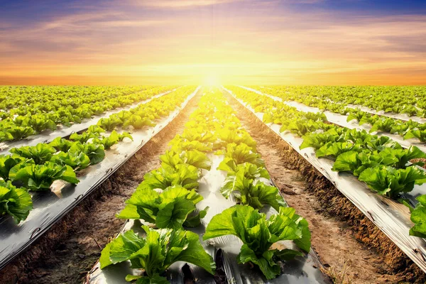 Pianta di lattuga su campo vegetale e agricoltura tramonto e ligh — Foto Stock