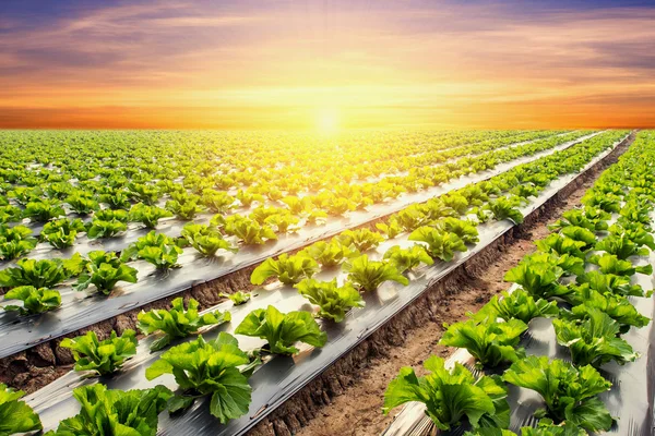 Planta de lechuga en el campo hortalizas y agricultura puesta del sol y ligh —  Fotos de Stock