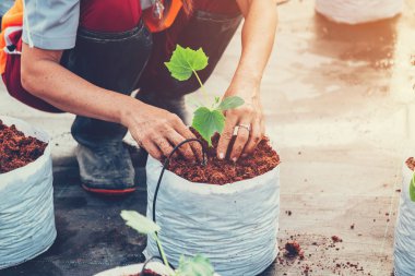 el kadın ekme salatalık bitki greenho cocopeat üzerinde kapatın