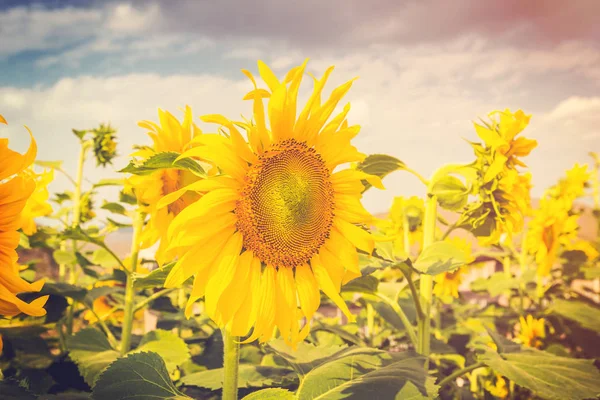 Summer flower and sunflower field with sunlight, Vintage toned. — Stock Photo, Image