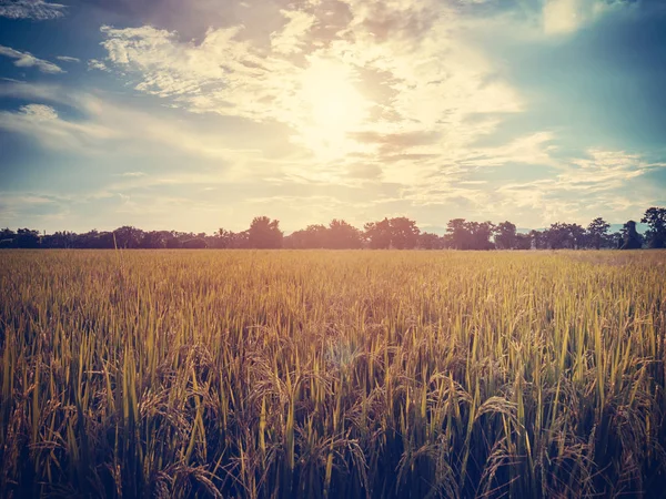 Rice filed yellow and sunlight, landscape background. — Stock Photo, Image