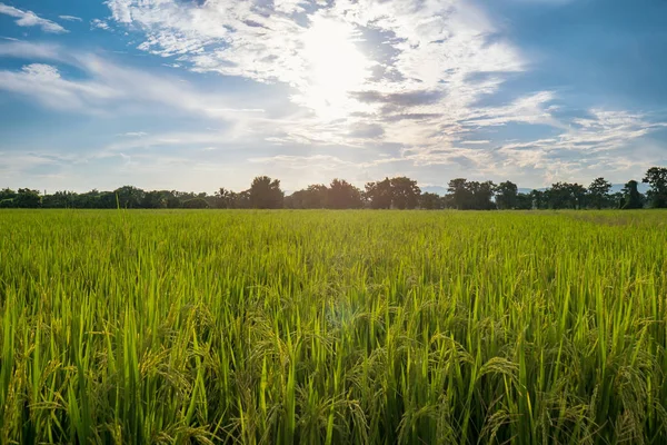 Açgözlülük pirinç alan ve güneş ışığı mavi gökyüzü bulutlar ile — Stok fotoğraf