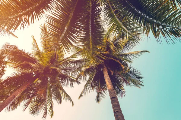 Кокосова пальма і небо на пляжі. Вінтажна долоня на пляжі в сумі — стокове фото