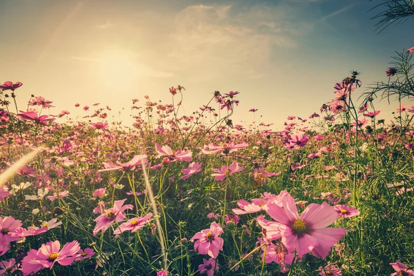 Fältet kosmos blomma och sky solljus med Vintage filter. — Stockfoto