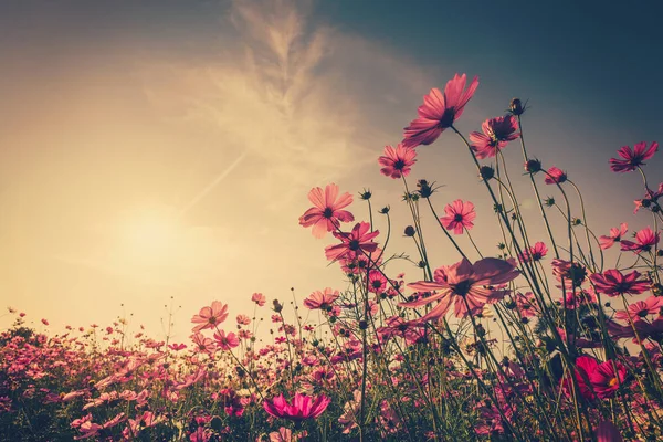 Fältet kosmos blomma och sky solljus med Vintage filter. — Stockfoto