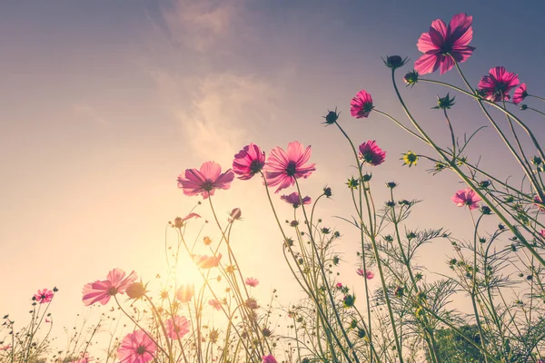 Field cosmos flower and sky sunlight with Vintage filter. — Stock Photo, Image
