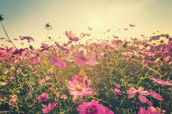 Field pink cosmos flower with vintage toned. — Stock Photo, Image