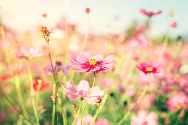 Różowa kosmea pole kwiat z rocznika stonowanych. — Zdjęcie stockowe