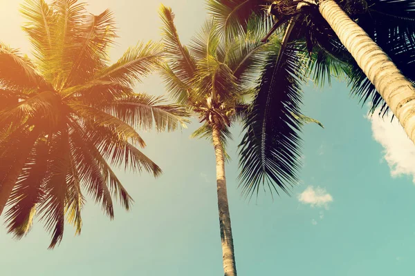 Кокосові пальми і сяюче сонце з вінтажним ефектом . — стокове фото