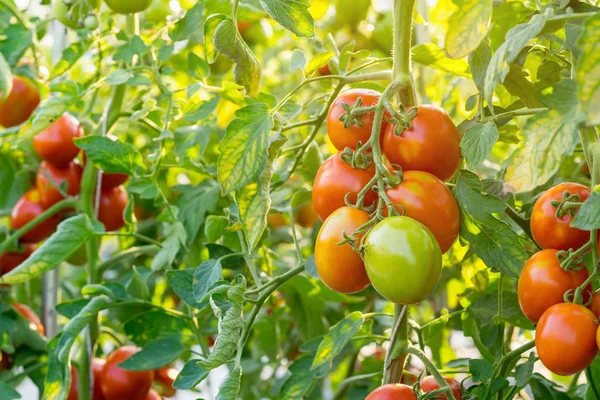 Close up red tomato on garden field — Stock Photo, Image