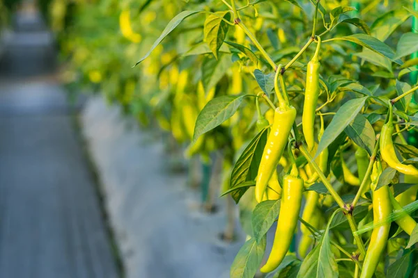 Close up pimentas crescendo no campo de jardim — Fotografia de Stock