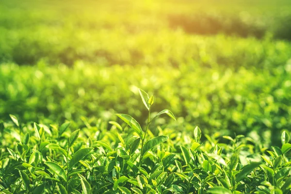 Свежий чай листья утром с солнечным светом — стоковое фото