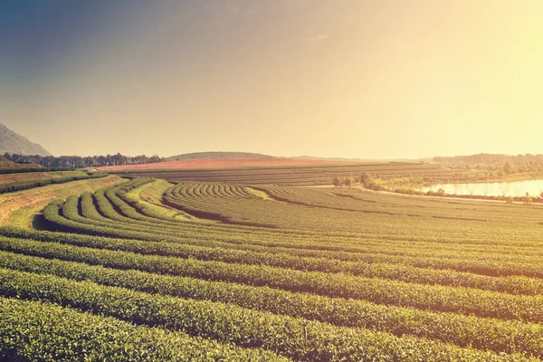 Fattoria piantagione di tè verde con luce del mattino e nebbia — Foto Stock