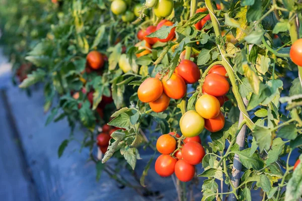 Close up red tomato on garden field — Stock Photo, Image
