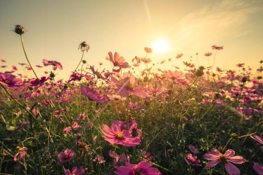 Cosmos çiçek ve vintage tonda efektli ile günbatımı.