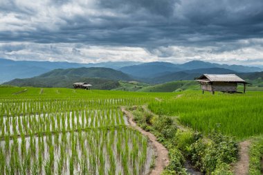Yeşil pirinç alan Chiang Mai, Tayland.