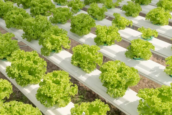 Lettuce cultivation on hydroponic system with water and fertiliz — Stock Photo, Image