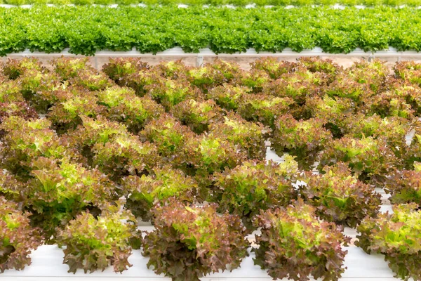 Lettuce cultivation on hydroponic system with water and fertiliz — Stock Photo, Image