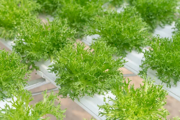 Lettuce cultivation on hydroponic system with water and fertiliz — Stock Photo, Image